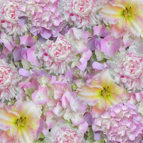 Free Images Blossom Texture Petal Floral Pink Flora Design