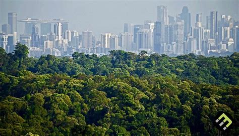 Cities And Forests How They Co Exist Ecomatcher