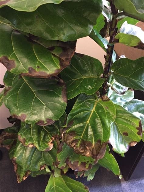 Fiddle leaf figs are native to the lowland rainforests of west africa. Fiddle Leaf Fig Problem | Fiddle leaf fig, Fiddle leaf ...