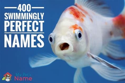 400 Swimmingly Perfect Fish Names Funny And Best Pet Fish Names My