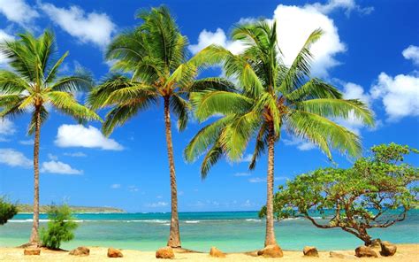 Hd Wallpapers Palm Tree Wallpapers Hd