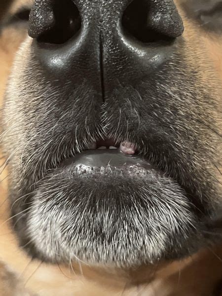 Bump On Dogs Lip Vet Help Direct
