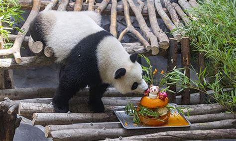 Captive Pandas Reach 548 A Record High