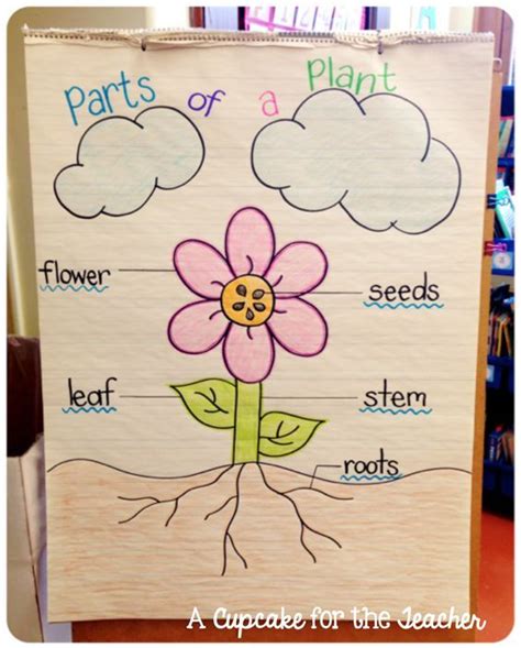 Parts Of A Plant Anchor Chart Kindergarten Science Pi