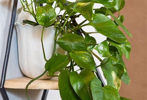 14 Poisonous Houseplants Their Health Effects All About Your Health
