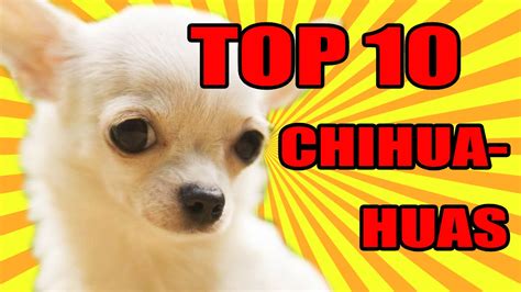 Top 10 Cutest Dogs Chihuahua In The World 2017 Youtube