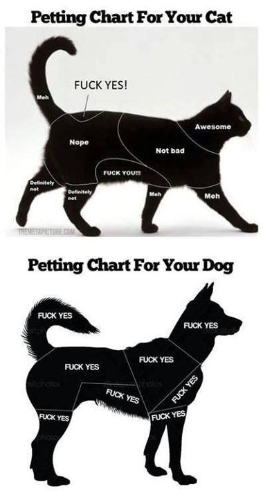 Petting Chart For A Cat Meme Guy