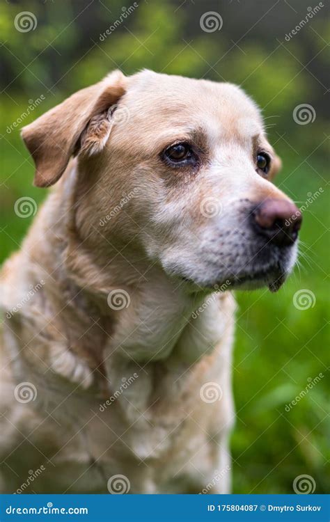 Yellow Labrador Male 10 Years Old Stock Image Image Of Domestic