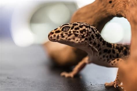 Leopard Gecko Habitat Tank Setup Size And Ideas More Reptiles