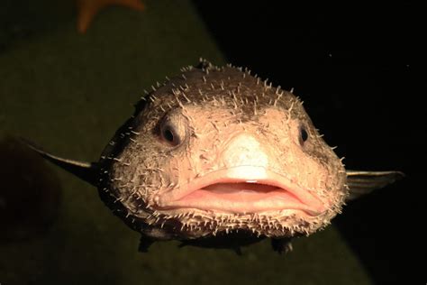 Is This The Worlds Ugliest Creature Meet Bob The Blobfish Who Is