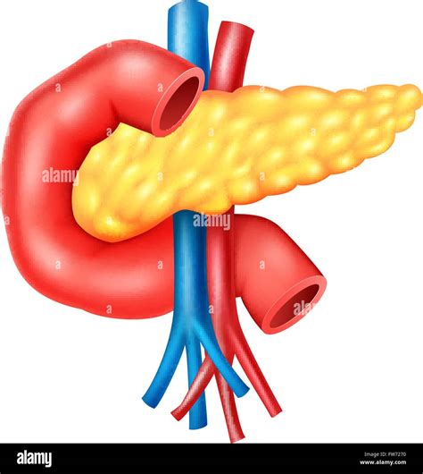 Illustration Of Human Internal Pancreas Anatomy Stock Vector Image