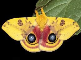 Ethereal Moth Google Search Colorful Moths Moth Io Moth