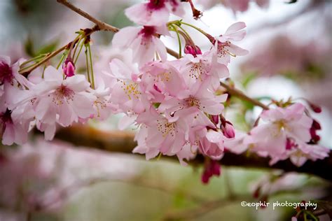 Cherry Blossoms After A Spring Rain A Photo On Flickriver