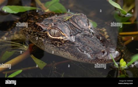 Close Up Of Baby Juvenile Alligator In Louisiana Swamp Along Pintail