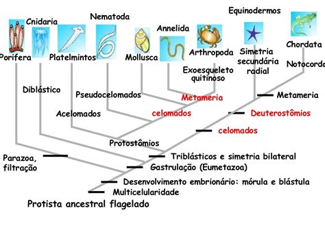 Biologia Dos Invertebrados Agosto 2014