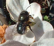 Martin viette nurseries big apple masonry supply commercial. Apples/Propagation - Wikibooks, open books for an open world