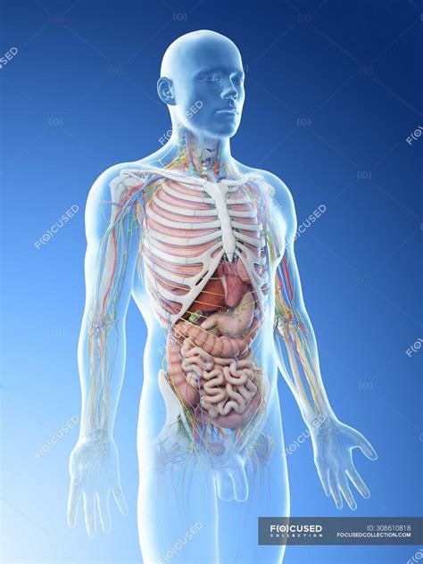 Realistic Human Body Model Showing Male Anatomy With Internal Organs