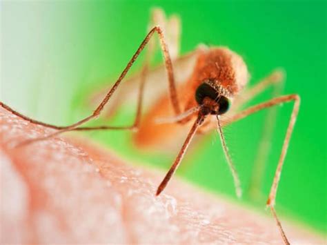 Leichter loszuwerden, als man glaubt. 8 Pflanzen, die Mücken fernhalten | Mücken fernhalten ...