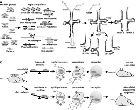 Functional Involvement Of Sncrnas In Paternal Diet Mediated Epigenetic