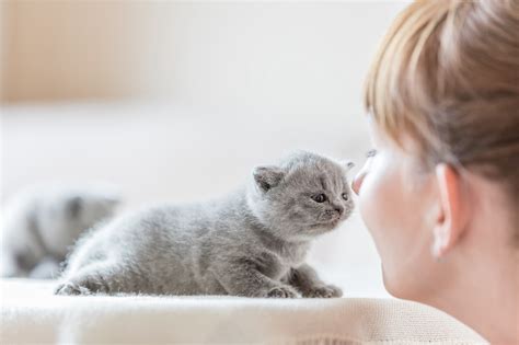 why do cats rub their face on you houdi s foodies