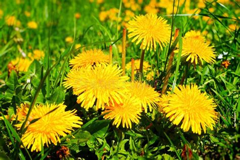 Colorful Dandelions Stock Photo Image Of Cyan Fuzzy 18369004