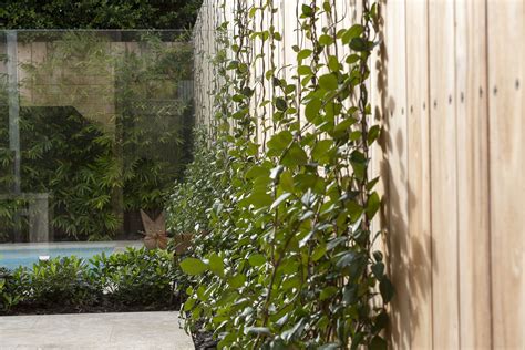 Chinese star jasmine (trachelospermum jasminoides) is a great species for creating a solid wall of green regardless of the amount of sun. star Jasmine climber | Jasmine climber, Backyard, Star jasmine