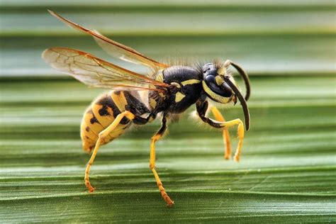 Wasp And Bee Pest Control Canberra Wasp Nest Removal Canberra Pest Control Act
