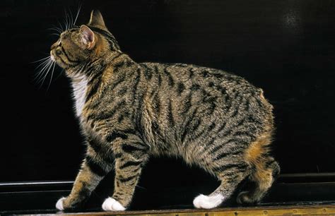 Feline 411 All About Manx Cats
