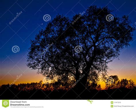 Silhouetted Tree At Sunset Stock Image Image Of Colourful 17417213