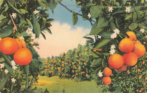 Excited To Share This Item From My Etsy Shop Postcard Orange Grove Florida Florida Gardening