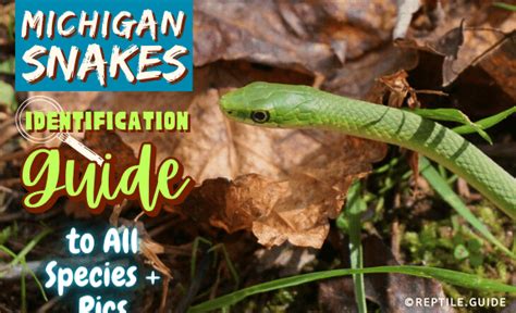 Michigan Snakes Identification Guide To All Species Pics