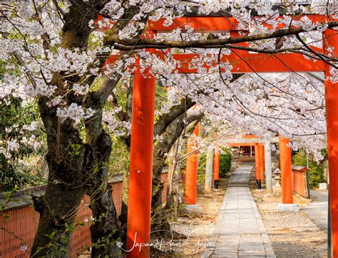 2019 Cherry Blossom Photo Tour Kyoto Japan Photo Guide Japan Photo