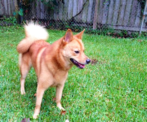 Finnish Spitz Finnish Spitz Finnish Dogs