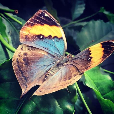 Butterfly At The Papiliorama In Switzerland Rpics