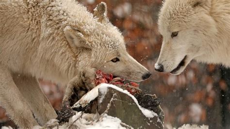 What Do Arctic Wolves Eat Sciquest
