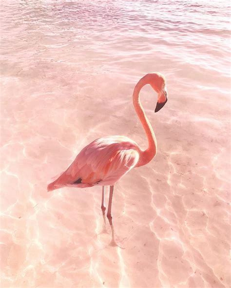 Its A Colorful Life Flamingo Flamingo Wallpaper Pink Flamingos