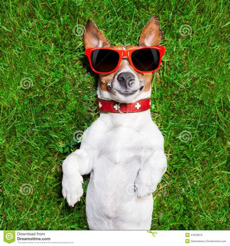 Very Funny Dog Stock Photo Image Of Crazy Humor Banner 41629814