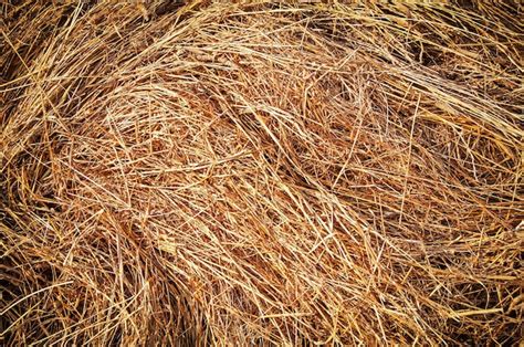 Premium Photo Dry Grass Hay As A Texture