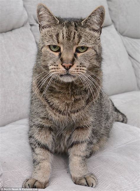 Worlds Oldest Cat Nutmeg Dies At 32 Or 144 In Cat Years Daily Mail