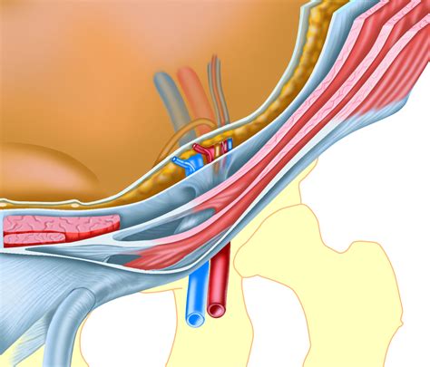 The inguinal canal is a short passage that extends inferiorly and medially through the inferior part of the abdominal wall. Abdominal wall layers of the inguinal canal, semi 3D ...