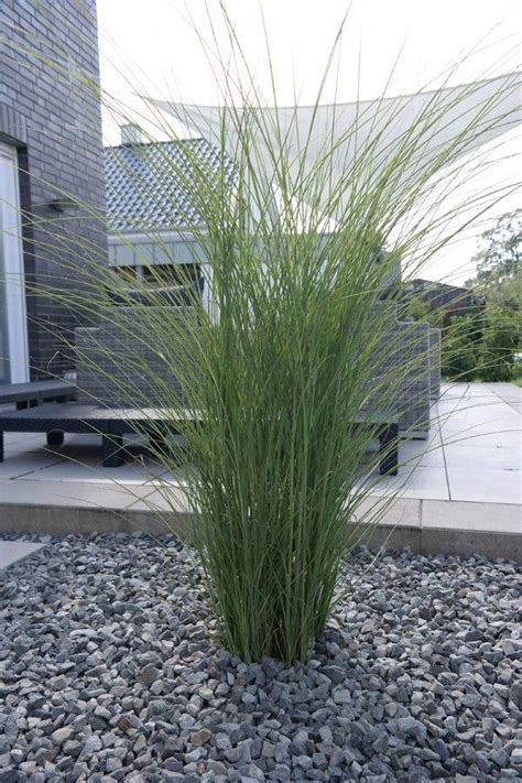 Check spelling or type a new query. My Blog | Garten-Chinaschilf Gracilimus - Miscanthus ...