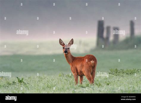 Roe Deer Capreolus Capreolus Fawn Dawn Bambi Stock Photo Alamy