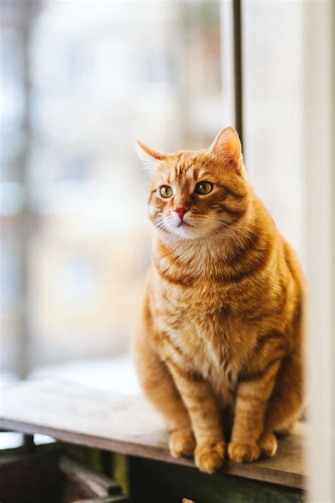 9000 Best Cat Photos · 100 Free Download · Pexels Stock Photos