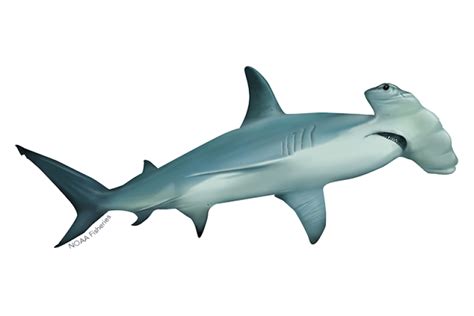 Scalloped Hammerhead Shark Noaa Fisheries