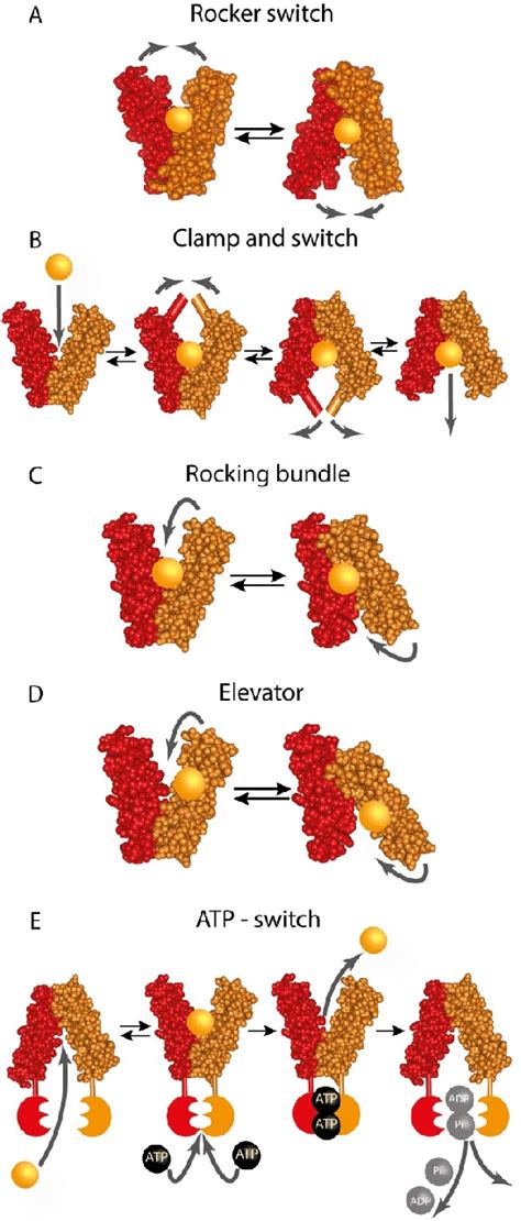 Alternating Access Mechanisms Schematic Representation A Major