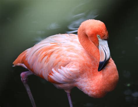 Bright Pink Flamingos Are Healthier And More Aggressive •