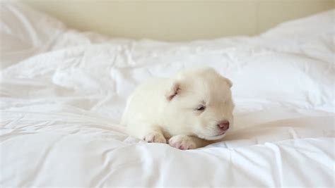 Droll Husky Puppies Newborn L2sanpiero