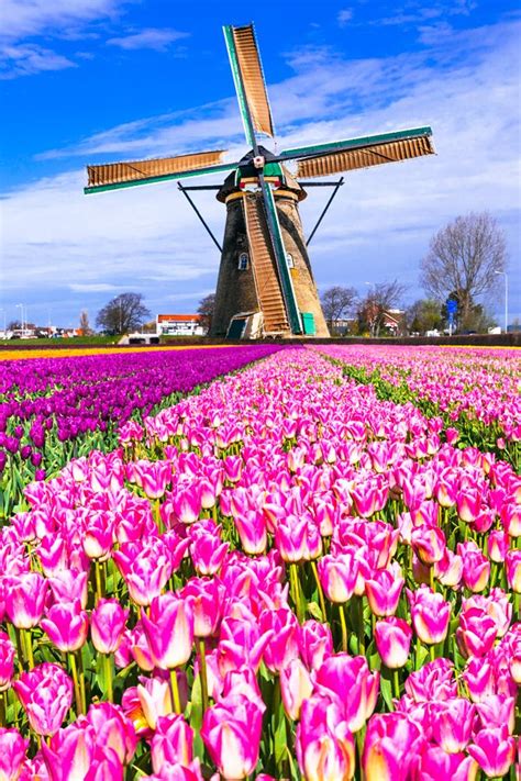 The Best Time To Travel To Amsterdam Is During Tulip Season With Viking