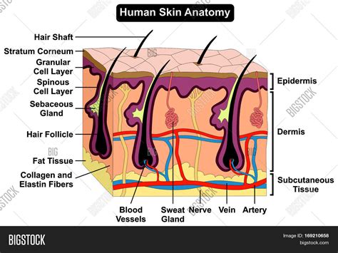 The skin is the largest organ in the body and it covers the body's entire external surface. Human Skin Anatomy Cross Section Image & Photo | Bigstock