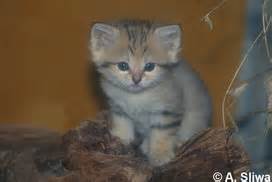 Check spelling or type a new query. CatSG: Sand cat
